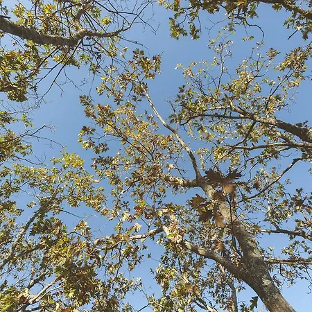 La Brizna * Cañamero