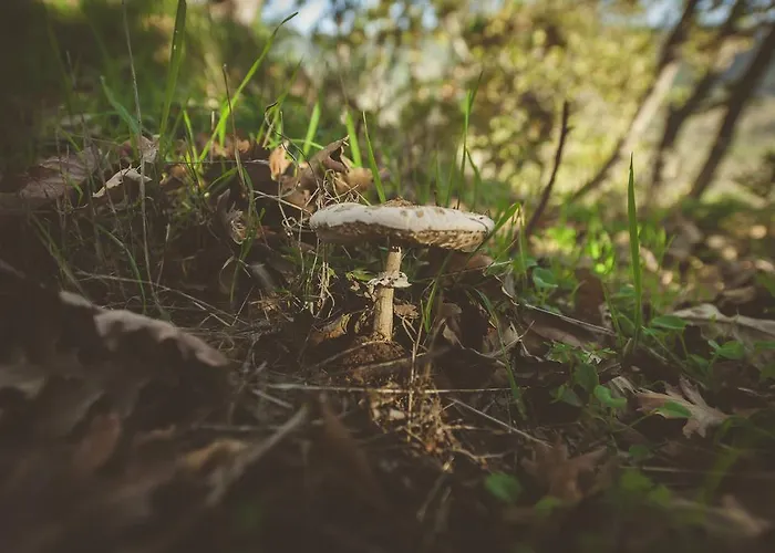 La Brizna Venkovský dům *