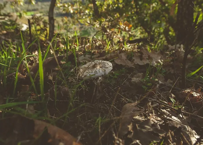 La Brizna Venkovský dům *