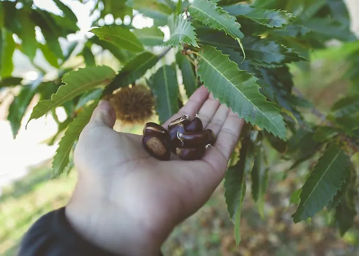 La Brizna בית כפרי