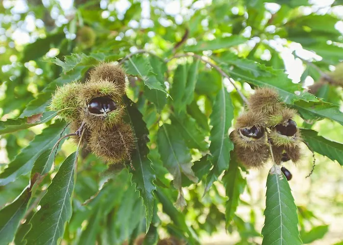 Venkovský dům La Brizna
