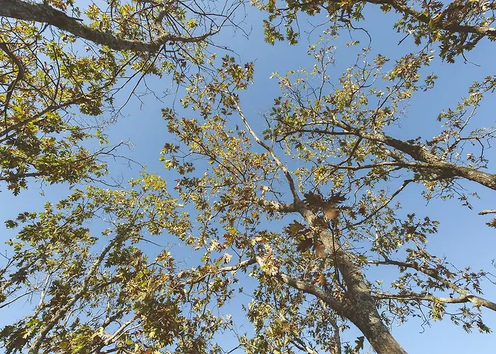 La Brizna * Cañamero