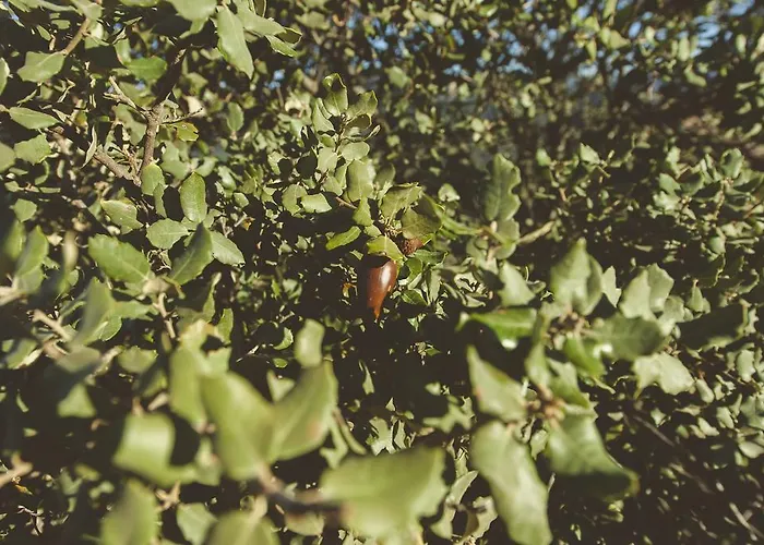 La Brizna * Cañamero